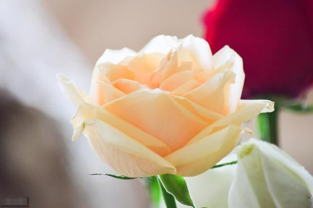 至少|人民日报你可以不读全诗,但至少要背会的100个千古名句