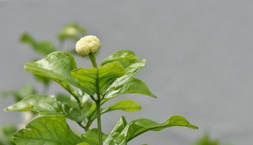  质量|养殖茉莉的正确方法，注意几点，让茉莉提高开花质量