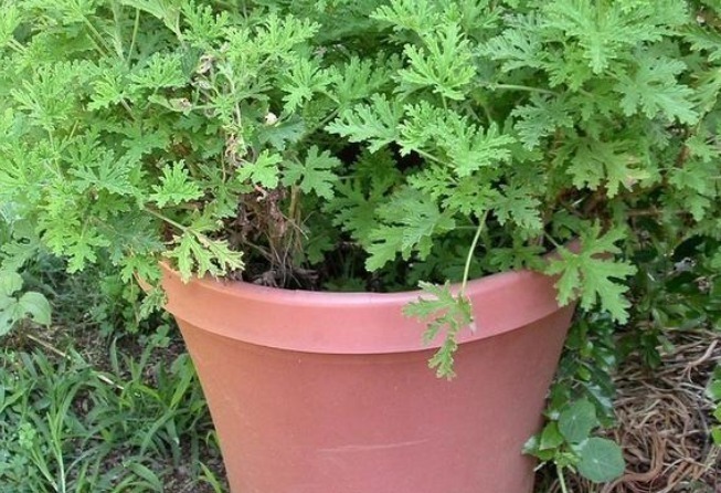 茉莉花|家里孩子怕蚊子叮咬,一旦养上这几种花,蚊子不敢进门,很重要