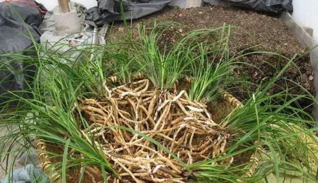 胡大妈|胡大妈养“兰花”,用一种令人厌恶的“营养液”,1盆养成20盆