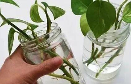 养花宝|厨房里的它是''养花宝'',扦插植物、浇花,可取代生根剂
