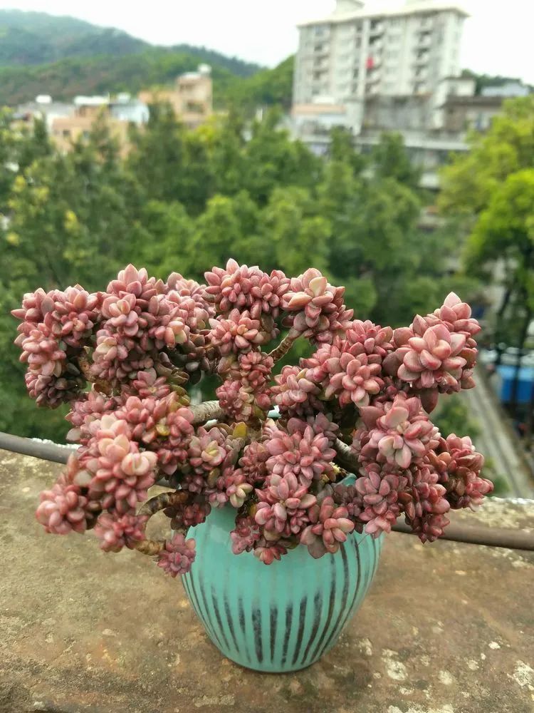 养肉三年,分享养肉经验,谈谈适合逆开挂区的多肉!