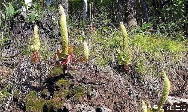 中年|这种独根草，长满“鱼鳞”人称“不老草”治肾虚有奇效