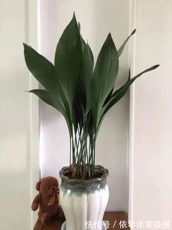 办公室|五种小盆栽，耐阴又好养，办公室养几盆，增财运、旺事业