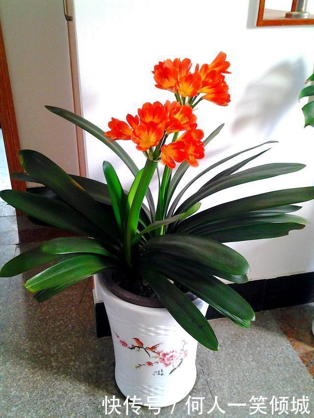 松针|冬天养花，这个垃圾提前备点，养君子兰、兰花最好使，还不用花钱