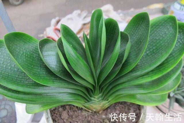 养君子兰要忙起来，翻盆施肥记住“口诀”，生长期长得旺