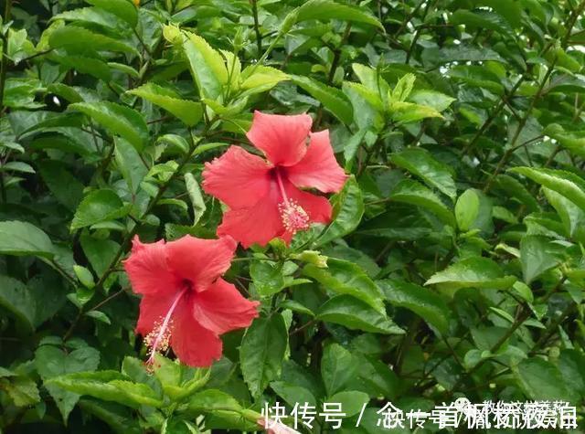 扶桑|1种花一开就是300多天,好养又漂亮,新手懒人都能养!