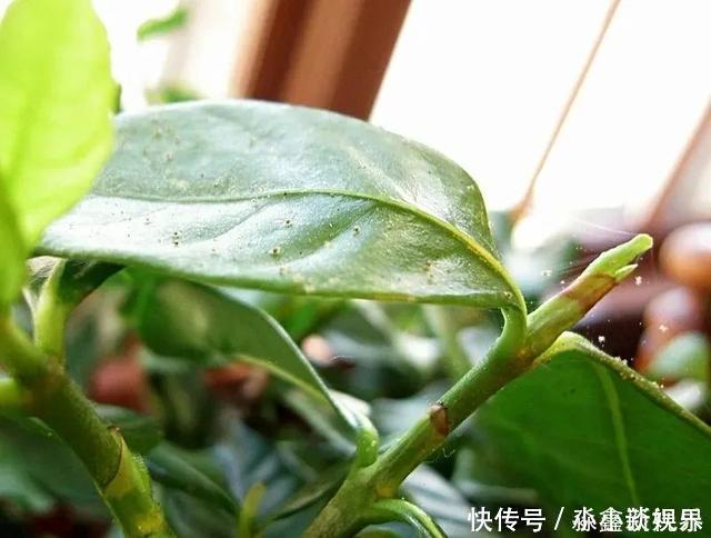 黑斑病|养花时很容易出现的6种病虫害，蚜虫、介壳虫和红蜘蛛都要可清除