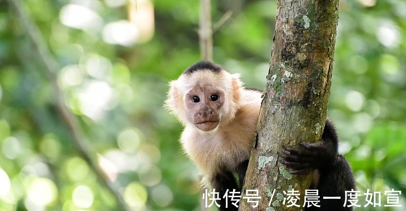 贵人|生肖属猴人，9月得贵人相助，能够事业顺利，大发横财