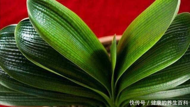 想要君子兰长得快，做好这几个要点，不断长出新叶！