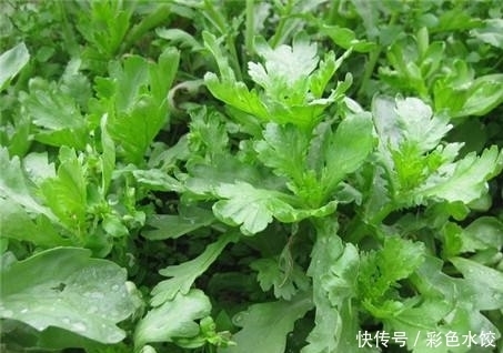 冬天常吃此蔬菜,常食营养丰富,价格便宜,比肉还好吃