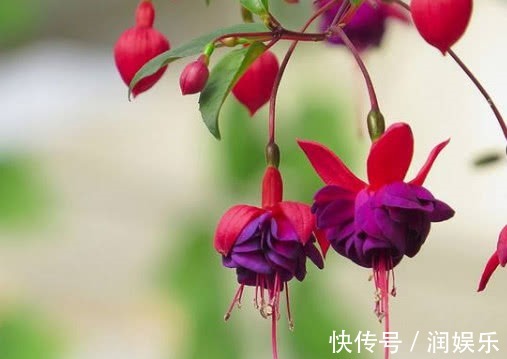 光照|倒挂金钟怎么养开花多教你3个小妙招,养出花繁叶茂的倒挂金钟