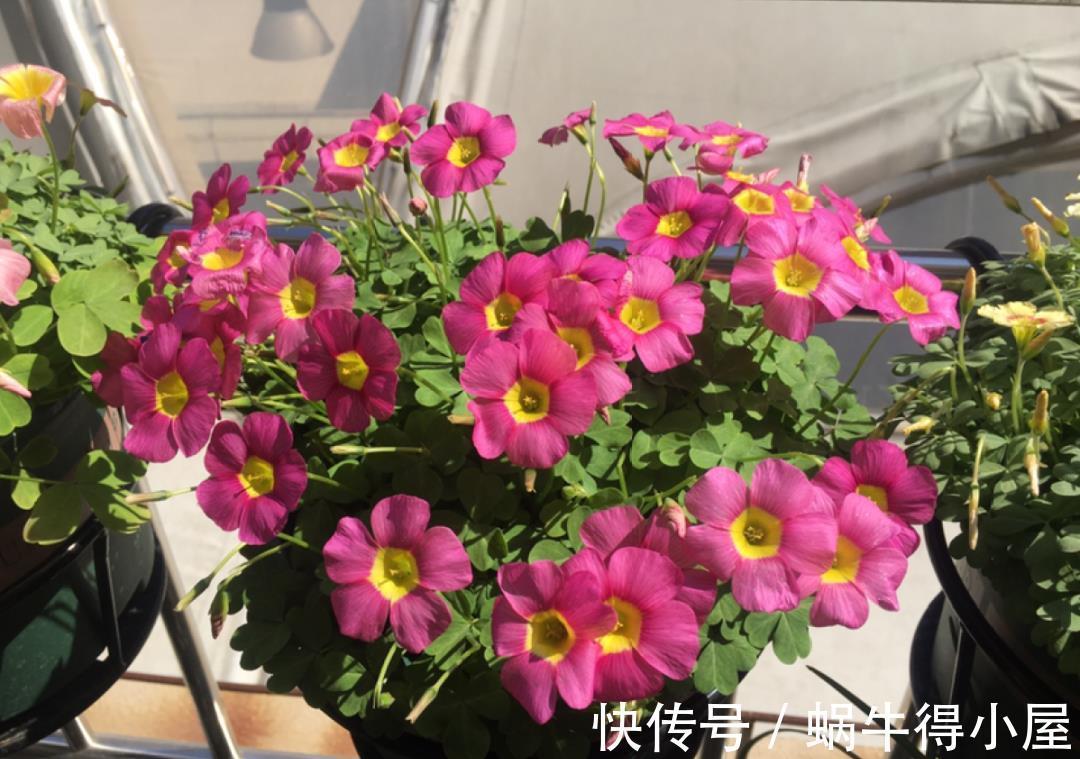 金枝玉叶|30℃以上，10种花就先别养了，买一盆死一盆，别怪我没提醒你