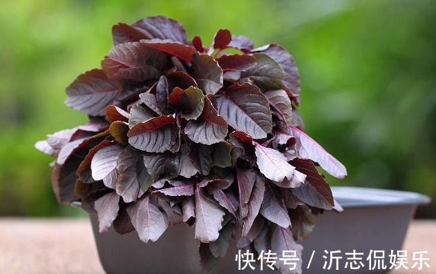 黑木耳|子宫“清洁工”找到了，女人常吃，可能帮你排出污血，保养子宫！