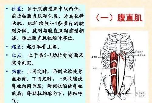 卷腹|五个动作全面提升腹肌水平,练出六块腹肌,搭配健腹轮效果翻倍