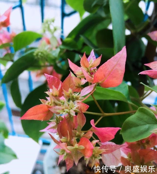 满枝|养盆栽三角梅,这“1点”不能少,才能花满枝,连续不断的开花