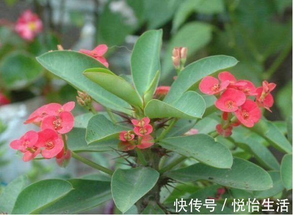 越来越多人不养绿萝了，如今都流行这种花，好看又旺财，花繁叶茂