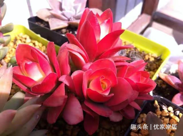 福娘|12款听名字就非常想喜欢的多肉,寓意好颜值高,放心养不后悔