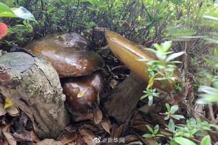 景东|2.8公斤巨型野生牛肝菌现身云南景东