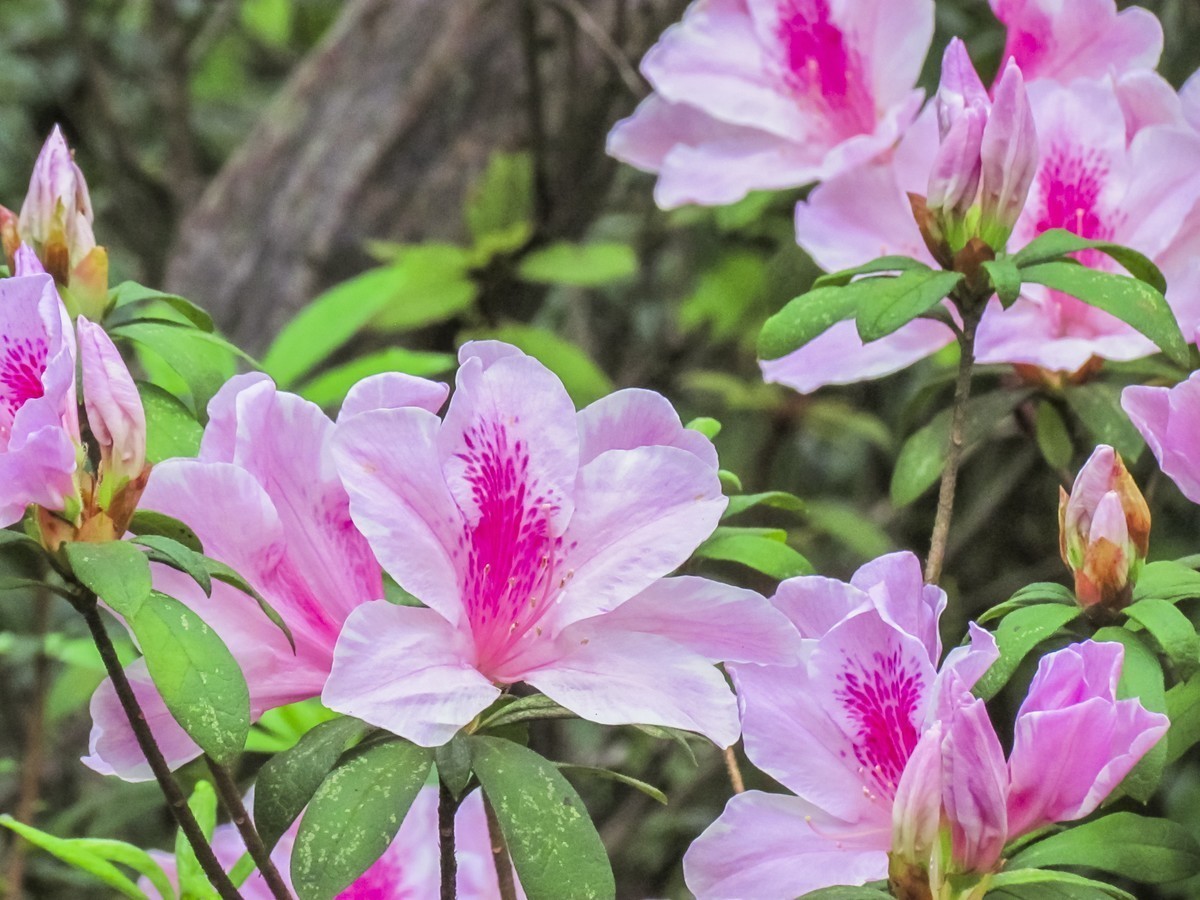 如何养殖杜鹃花,注意几点,轻轻松松爆满盆,花色艳丽明亮