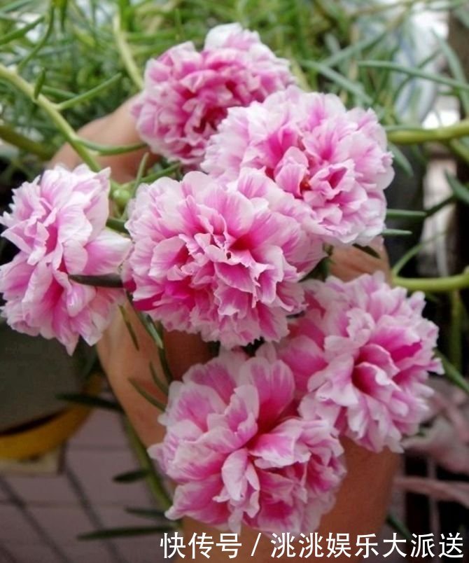 家里要养3种花，开花吉祥又喜庆，时来运转，越过越富裕有钱