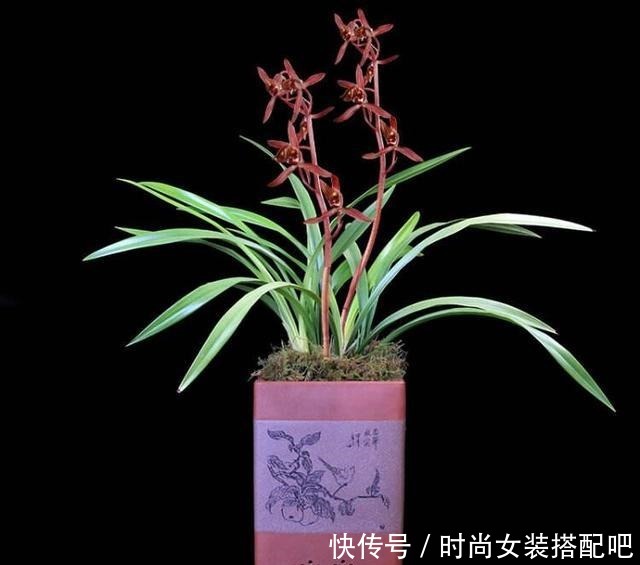 墨兰清香优雅,四季苍翠,养护墨兰时要如何浇水!