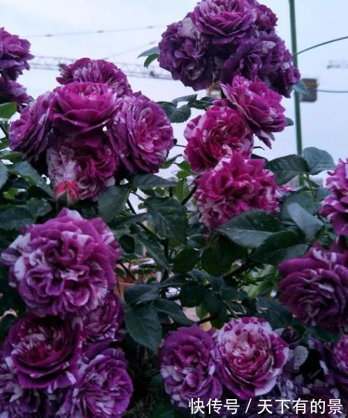 这是一款紫色条纹浓香月季,多头勤花,一开就是一簇