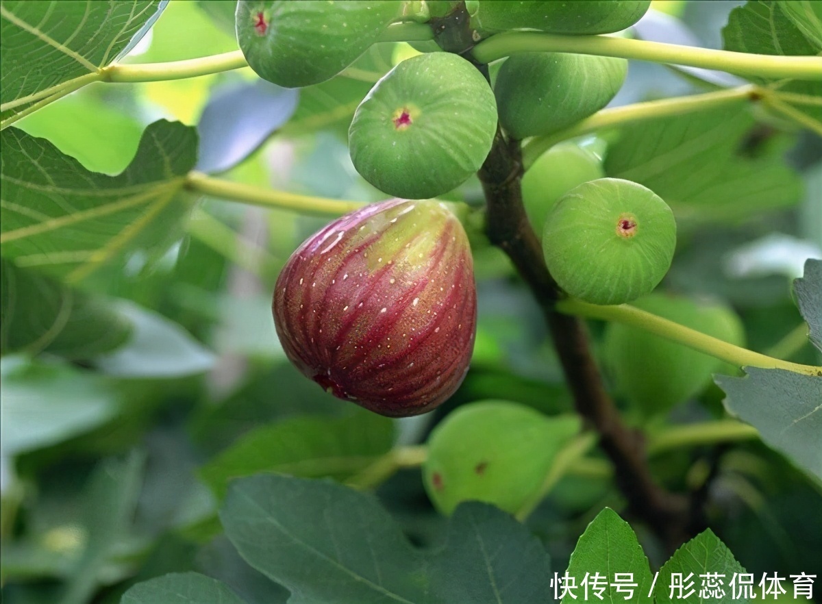 嫌弃|家里有院子，4种果树别嫌弃，好看好养活，比养花强