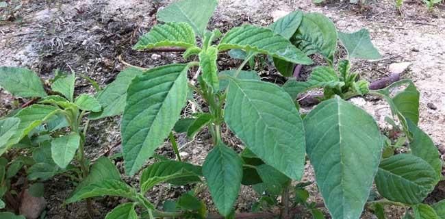  野苋菜|农村路边的野草，全身是宝，用根煲汤是一绝，健身祛病、润肤美容