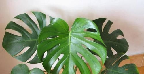 浇灌|养花:用这些“神奇水”浇灌,盆栽开花变多、叶片绿如冒油