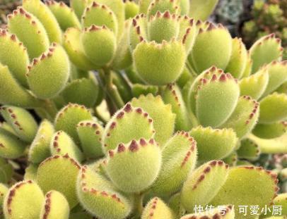 养多肉熊童子,做好4件事,养成小老桩,长出粉嘟嘟的熊爪爪!