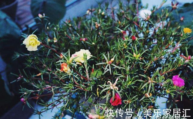 花草|6种花,早该进封闭阳台养殖“黑名单”,不要再当宝,该弃就弃了