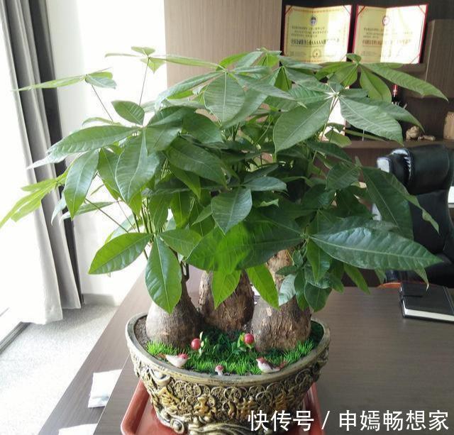 爆花|6种花需穷养,不花钱不用管,丢在一旁不浇水,肥硕又爆花