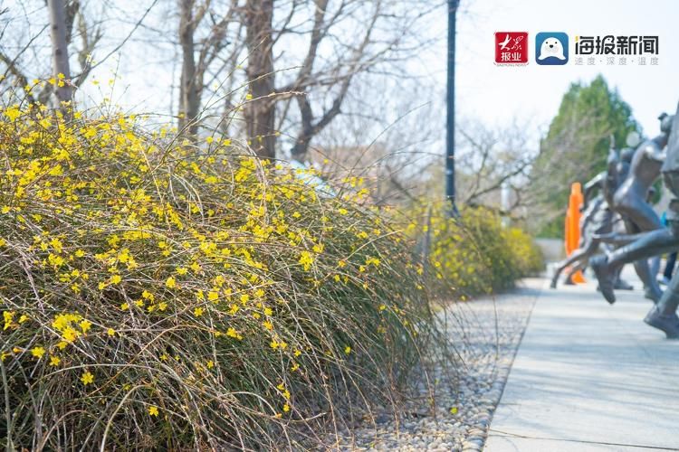 不负好春光！送你一份青岛迎春花赏花地图