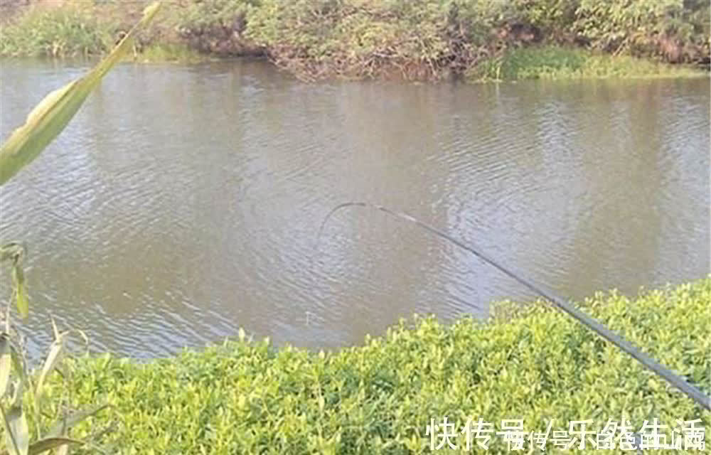 在有水草的地方钓鲫鱼,钓点不能随意选择,有时候明水中鱼更多