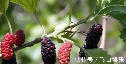 降血脂|高血脂除了吃药,这6种食物要多吃,帮助降血脂,身体更健康