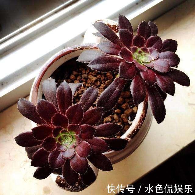 多肉|秋天怎能不养多肉这4种多肉会“变色”,给点阳光就有惊喜