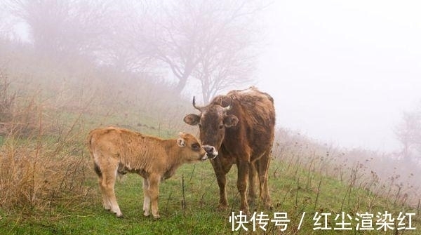 办事|属牛人，对朋友只求精不求多，办事有效率！