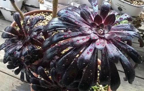  要注意|多肉黑法师养不好？牢记此3点，叶片乌黑光亮，轻松出状态！