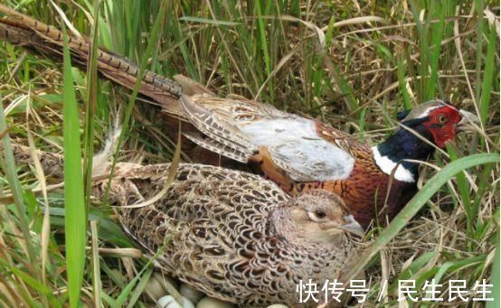 糖尿病患者|糖尿病患者吃什么肉最好常吃4类肉,补充营养,血糖更稳定