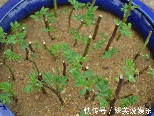 秋冬|秋冬季节扦插这几种花卉，比绿萝好养十倍，错过了还要等一年！