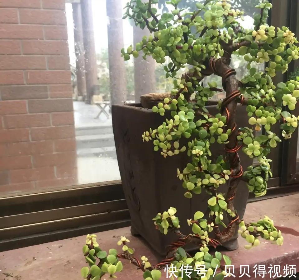 金枝玉叶的叶子总是哗哗的掉,因它这6怕,要注意避免