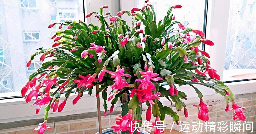 天冷需要多晒的“8种花”，有些还要“断粮少水”，不然熬不过冬