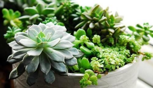 养花|养花换盆该做些什么?不懂就这么办,保植物远离危险!