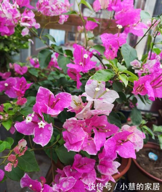 贝拉|家里有院子，建议养这5种花，高级的私家花园至少养一种