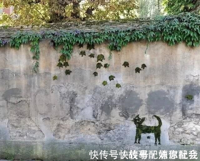 啤酒!他用酸奶、啤酒、苔藓把动物养在墙上,14天后的画面让人惊讶