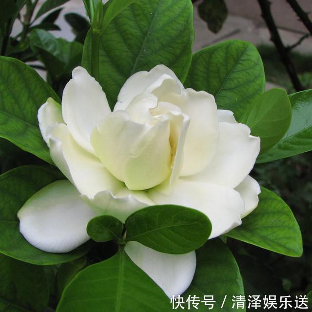 盆栽|栀子花怎么换盆选对“方法和时间”,开花超多,一朵朵大又美