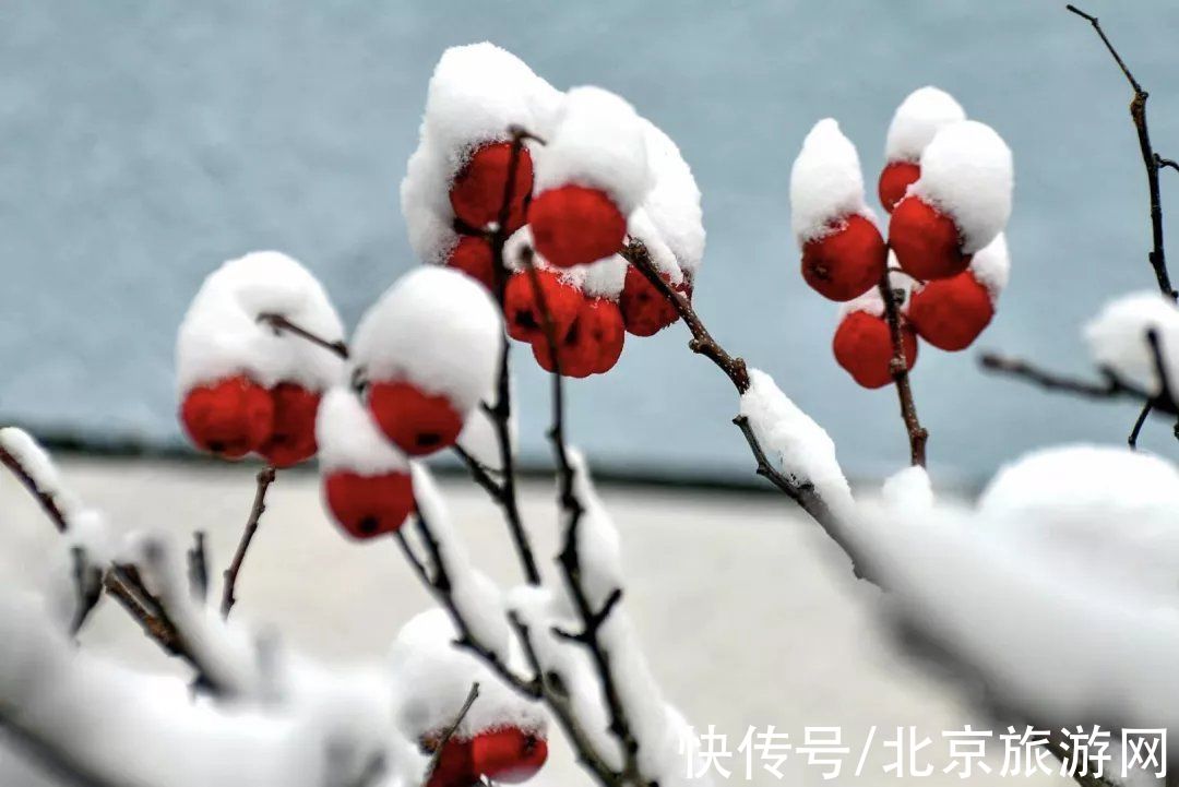 云赏雪|昌平初雪美景回放！雪缀红叶、红墙白雪…这也太美了吧