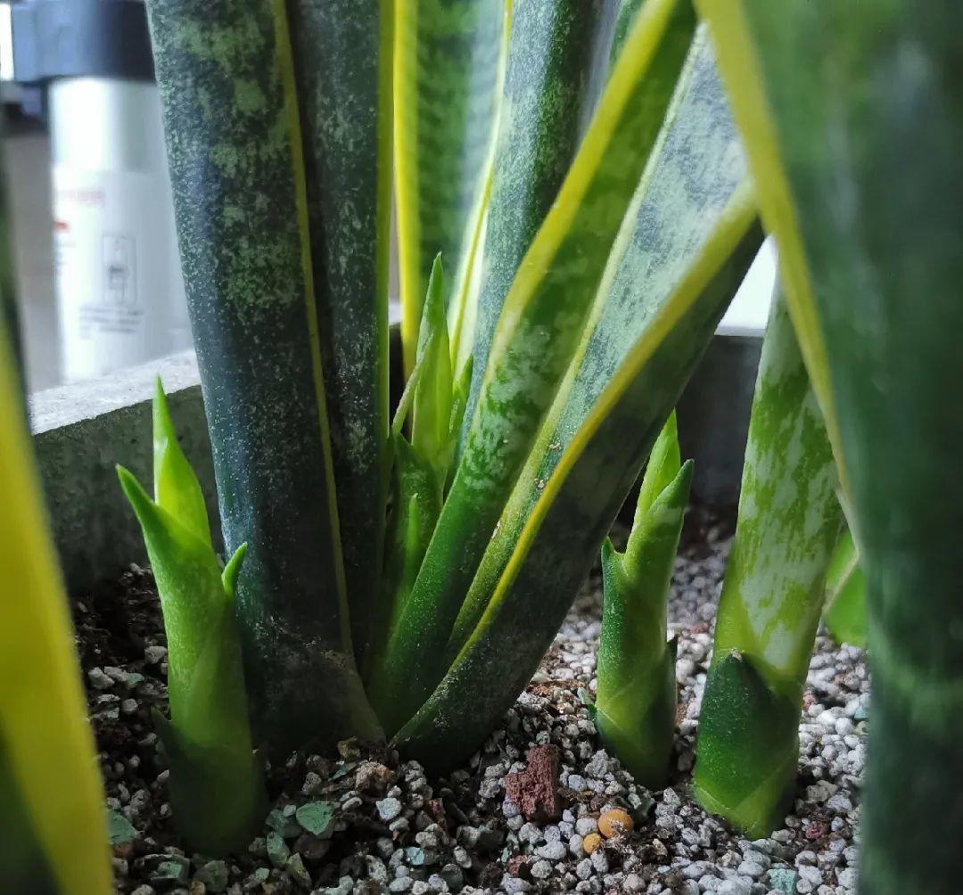 龟背竹是“吸废气”高手,家里放一盆,门窗紧闭也能空气清新!