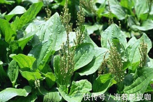口腔溃疡|常吃车前草好处多,除了抗菌消炎外,竟还有白捡的三大好处